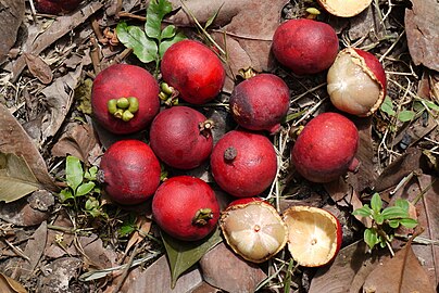 Garcinia hombroniana