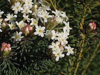 <i>Gnidia</i> Genus of flowering plants