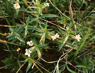 <i>Gratiola</i> Genus of flowering plants