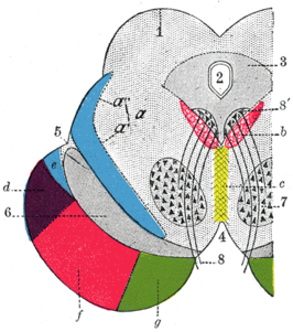 alt=dwarsdoorsnede van de middenhersenen 1 - een van de vier uitstulpingen van de vierheuvelplaat 2 - aquaduct van Sylvius 3 - periaqueductaal grijs 4 - cisterna interpeduncularis 5 - sulcus lateralis mesencephali 6 - substantia nigra 7 - nucleus ruber 8 - nervus oculomotorius a, a', a" - lemniscus b - fasciculus longitudinalis medialis c - nuclei raphes d - fibrae temporopontinae e - deel van de lemniscus medialis f - tractus pyramidalis g - fibrae frontopontinae