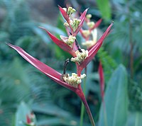 Heliconia burleana