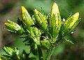 Třezalka chlupatá (Hypericum hirsutum)