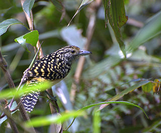 <span class="mw-page-title-main">Spot-backed antshrike</span> Species of bird