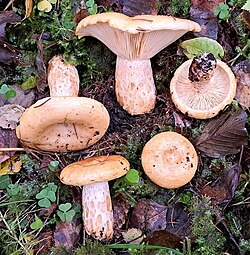 Kollariisikas Lactarius scrobiculatus