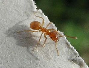 Gele weidemier (Lasius flavus)