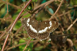 <i>Limenitis glorifica</i>