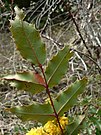 Mahonia Parbladig