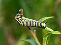 Image 85Monarch butterfly caterpillar on butterfly weed