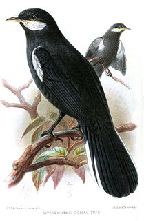 Black solitaire Species of bird