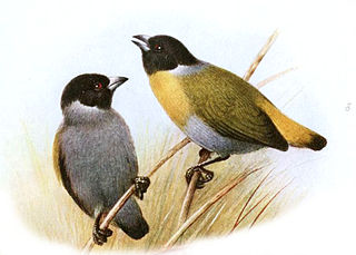 <i>Nesocharis</i> Genus of birds