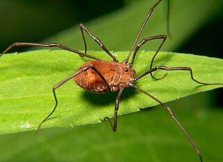 <span class="mw-page-title-main">Opiliones anatomy</span>