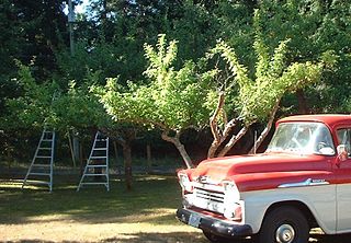 <span class="mw-page-title-main">Fruit picking</span>