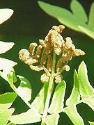 Osmunda regalis Pinas fértiles contraídas.