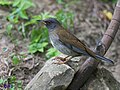 Turdus pallidus (cat.)