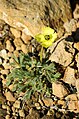 Rótmikil dreymsólja (Papaver radicatum)