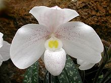 Paphiopedilum niveum Paphiopedilum niveumd.jpg