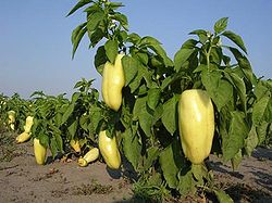 Paprika (Capsicum annuum)