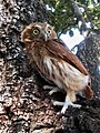 Glaucidium brasilianum (cat.)