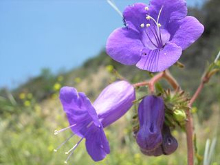 <i>Phacelia minor</i> Species of plant