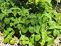 Plectranthus zuluensis