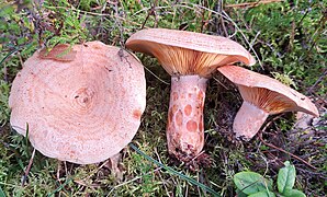 Lactaire délicieux (Lactarius deliciosus), avec zones concentriques et fossettes, sous Pin.