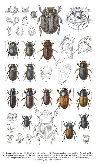 <span class="mw-page-title-main">Scarabaeoidea</span> Superfamily of beetles