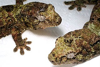 <i>Mniarogekko chahoua</i> Species of lizard