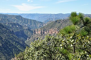 <span class="mw-page-title-main">Sierra Madre Occidental pine–oak forests</span> Temperate broadleaf and mixed forests ecoregion of Mexico and the United States