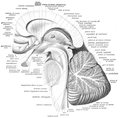 Brain stem with cerebellum showing Arbor vitae in medial view.