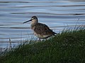 A spotted redshank on the edge of the lagoon