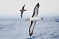 Buller's Albatross