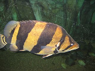 <span class="mw-page-title-main">Brackish-water aquarium</span>