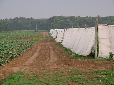 Tobacco field in East Windsor, Connecticut