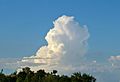 Cumulus congestus