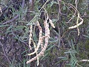 Mesquite (Samen oder die ganzen Früchte; meist als Mehl, junge Früchte auch als Gemüse) (Prosopis glandulosa, Prosopis pubescens, Prosopis velutina)