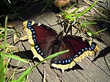 Nymphalis antiopa (mourning cloak) Adult, dorsal view.