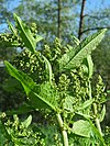 20150506Rumex obtusifolius2.jpg