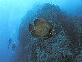 Divers and French Angelfish next to Diamond Rock