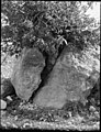 Agriculture, etc. Growth of a fig tree cleaving a great rock taken in Wadi Shaib, Transjordan LOC matpc.15624.jpg