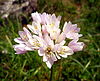 Allium roseum, Pisa.JPG