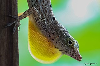 <i>Anolis stratulus</i> Species of reptile