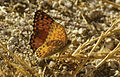 August 10: The butterfly Argynnis elisa.