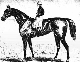 Briseis (Australian horse) Australian-bred Thoroughbred racehorse