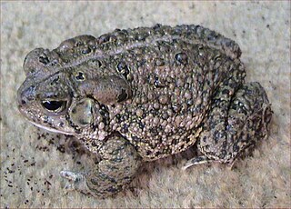 <span class="mw-page-title-main">Woodhouse's toad</span> Species of amphibian