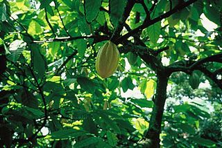 <i>Theobroma</i> Genus of flowering plants in the mallow family Malvaceae