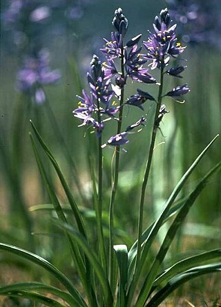 <span class="mw-page-title-main">Camas prairie</span>