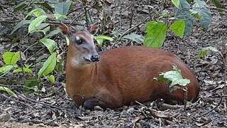 <span class="mw-page-title-main">Bay duiker</span> Species of mammal