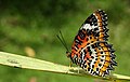 Imago (ventral view)