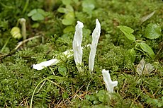 Raukšlėtasis žagaris (Clavulina rugosa)