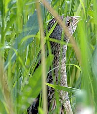 Corn crake, a declining migrant from Eurasia Corncrake.jpg